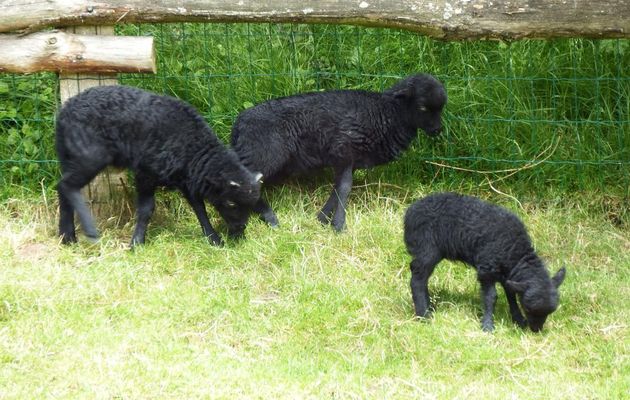 des animaux de ferme