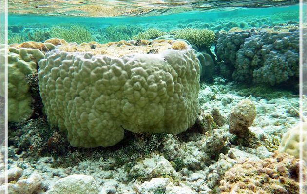 Limpidité absolue de l'eau, vision quasi illimitée - Atoll de Fakarava - Tuamotu - Polynésie française