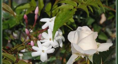 La rose et le jasmin
