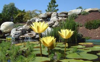 St-Didier-sur-Chalaronne - les jardins aquatiques