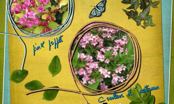Rose Printemps (Weigela)