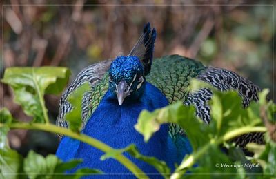 Lac Daumesnil, bois de Vincennes : le paon bleu