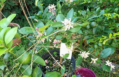 EB - Fleurs de citronniers - octobre 2024...