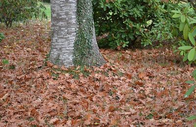 L'automne et ses citations 