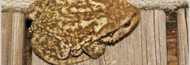 Crapaud Commun (1) - Bufo bufo