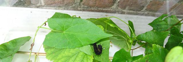 Une belle chenille