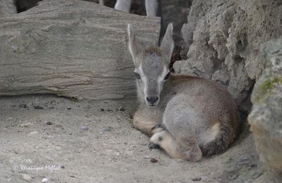Ménagerie du Jardin des Plantes :  petit Markhor
