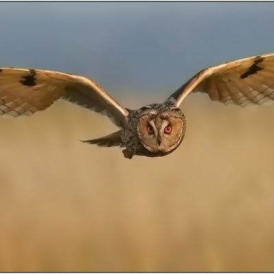 Hibou Moyen-Duc