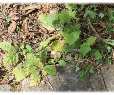 Encore un petit bonheur de jardin chez Valou