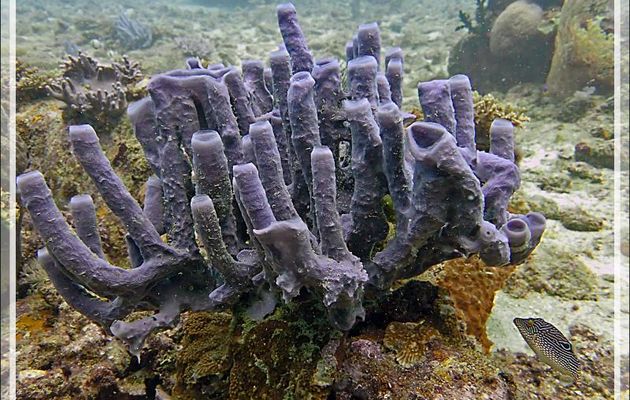 Éponge tubulaire couleur parme ( Amphimedon aculeata ??) et Tétraodon Canthigaster de Peters, Peter's toby (Canthigaster petersii) - Beangovo - Tsarabanjina - Mitsio - Madagascar
