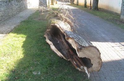 On a coupé des arbres de l'Allée des Boulangers !