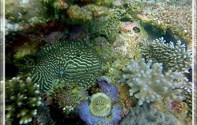 Ok Corals ... - Nosy Tsarabanjina - Nosy Mitsio - Madagascar