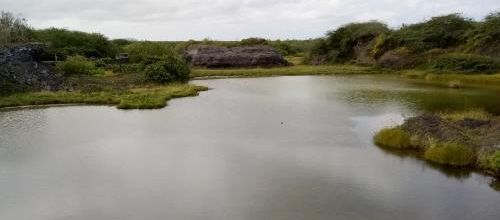 Les flamands rose de Puerto Villamil, Isabela