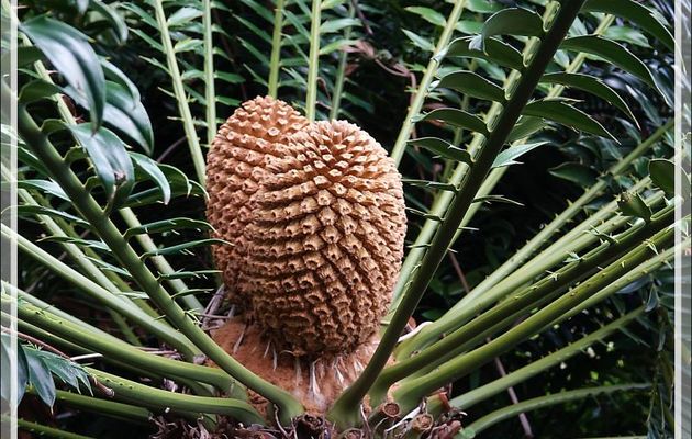 Cycas femelle, Modjadji cycad, Modjadji broodboom (Encephalartos Transvenosus) - Jardin de Kirstenbosch - Cape Town - Afrique du Sud