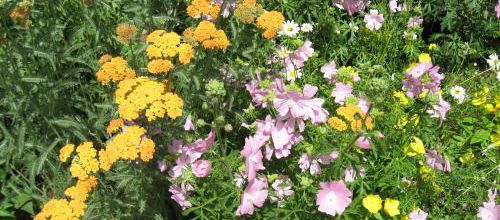 La divine magie des fleurs