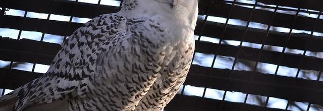 Ménagerie du Jardin des Plantes : L'Harfang des Neiges 