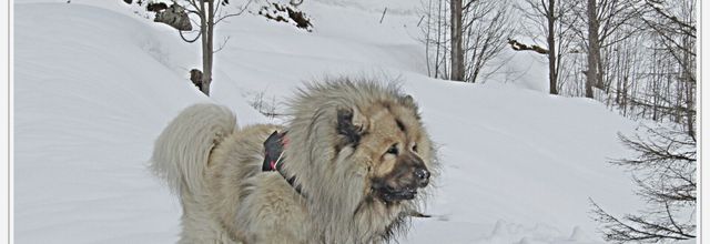 IL AIMAIT LA NEIGE 
