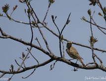 Pipit rousseline