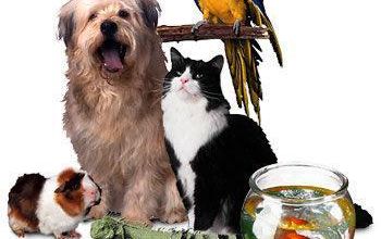 S'assurer de la présence des animaux de compagnie