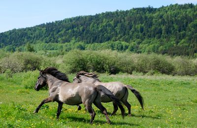 Le 21 mai 2018: transfert des tarpans - 2