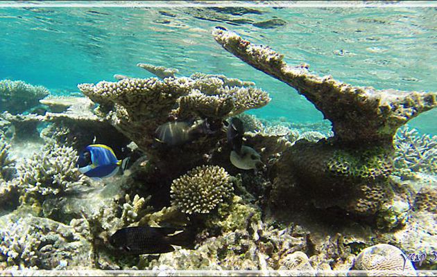 Chirurgien strié (Maïto) en compagnie d'un Poisson-globe jaune (?), d'un Poisson-chirurgien  poudré et d'un Poisson-papillon à tête jaune - Athuruga - Atoll d'Ari - Maldives