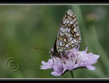 Mélitée des scabieuses ou Damier des prés (Melitaea parthenoides) - Nymphalidae