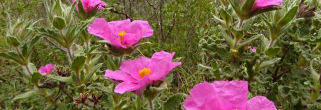 Cistus crispus   -   ciste crispé