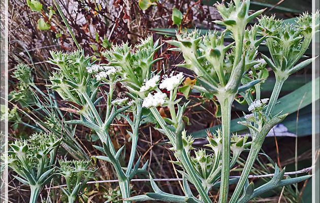 Séjour à Marseillan-Plage (34) : dans les dunes : Panais épineux, Échinophore épineuse (Echinophora spinosa) et la mouche 