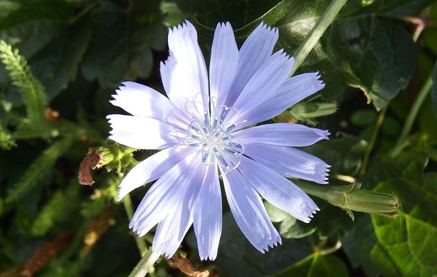 des fleurs de cet été