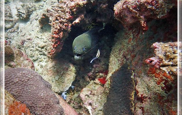 La Murène de Java et le fil de pêche ... - Les Tétons - Nosy Tsarabanjina - Nosy Mitsio - Madagascar