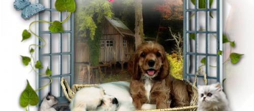  Une belle vie de chiens .