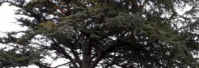  un arbre le cédre 