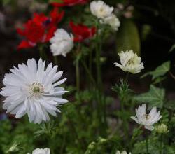 Anemone coronaria