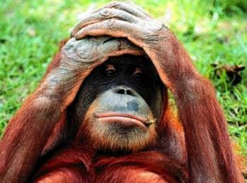 Comment on attrape les singes