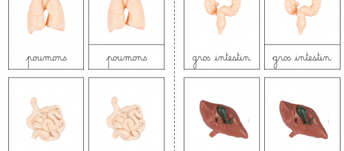 Nomenclatures : les organes humains (Safari Ltd)