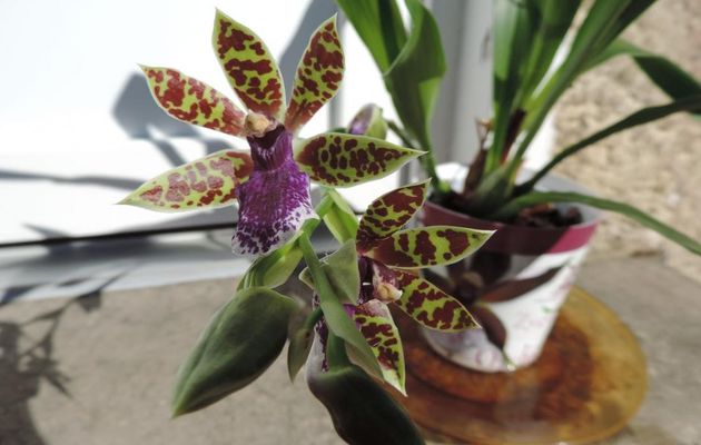 notre orchidée  Lansbergen 