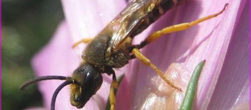 Halictus scabiosae