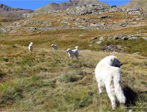 "Les Cousins" en montagne