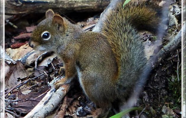 Écureuil roux américain, American Red Squirrel (Tamiasciurus Hudsonicus) - Lac Gabet - Mauricie - Québec - Canada