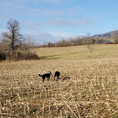 Le 6 février 2025 : Ulky et Mira