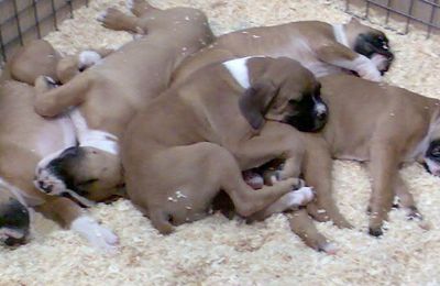 Un tripotée de chiots