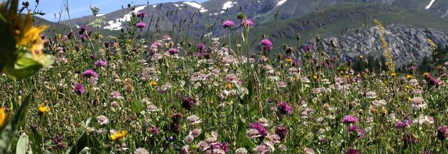 Haute-Maurienne 2019: les prairies fleuries