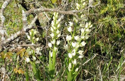 Cephalanthera longifolia  -  céphalanthère à longues feuilles