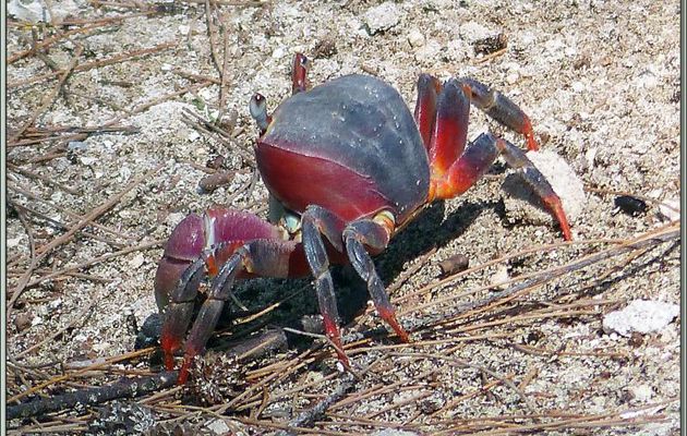 Crabe de terre ou "Loulou" (Cardisoma carnifex) - La Digue - Seychelles