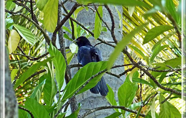Coucou koël, Asian Koel (Eudynamys scolopaceus) mâle - Thudufushi - Atoll d'Ari - Maldives