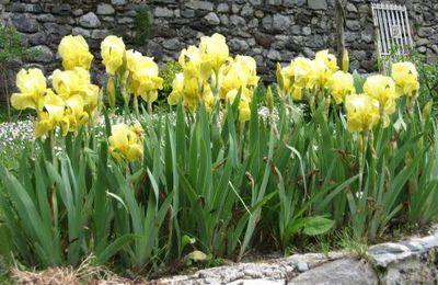 Mes iris