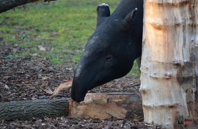 Ménagerie du Jardin des Plantes : Tengah le timide