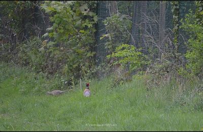Rambouillet : Faisan de Colchide