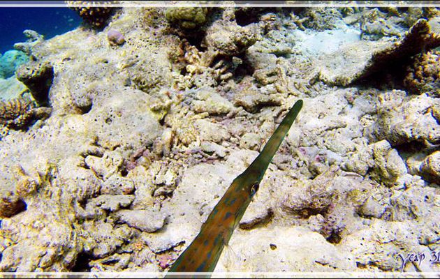 Poisson flûte ou cornette à taches bleues, aiguillette de fond, fistulaire de Commerson (Fistularia commersonii) - Athuruga - Atoll d'Ari - Maldives