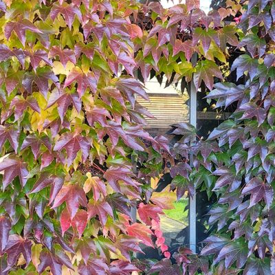automne dans la Loire